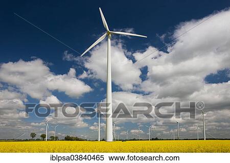"Wind turbine, wind farm in canola field, Mecklenburg-Western Pomerania, Germany, Europe" View Large Photo Image Stock Photography - "Wind turbine, wind farm in canola field, Mecklenburg-Western Pomerania, Germany, Europe". Fotosearch
