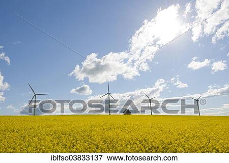 Stock Photo - "Wind turbines and flowering canola field, Thuringia, Germany, Europe". Fotosearch