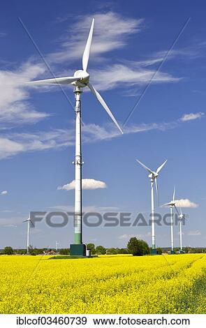 Stock Photo - "Wind turbines and rape field, Vierlande and Marschlande, Hamburg, Hamburg, Germany, Europe". Fotosearch