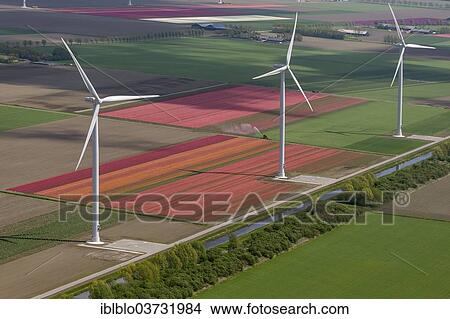 "Wind turbines, tulip fields, aerial view, Zeewolde, Flevoland, The Netherlands, Europe" View Large Photo Image Picture - "Wind turbines, tulip fields, aerial view, Zeewolde, Flevoland, The Netherlands, Europe". Fotosearch