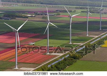 "Wind turbines, tulip fields, aerial view, Zeewolde, Flevoland, The Netherlands, Europe" View Large Photo Image Stock Image - "Wind turbines, tulip fields, aerial view, Zeewolde, Flevoland, The Netherlands, Europe". Fotosearch