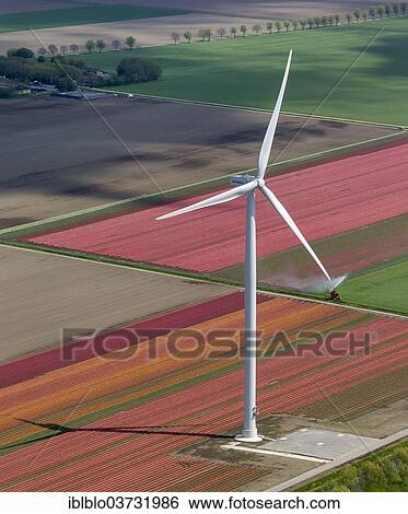"Wind turbines, tulip fields, aerial view, Zeewolde, Flevoland, The Netherlands, Europe" View Large Photo Image Stock Photograph - "Wind turbines, tulip fields, aerial view, Zeewolde, Flevoland, The Netherlands, Europe". Fotosearch