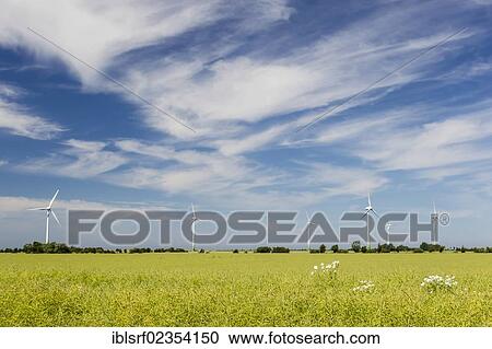 "Wind turbines with a rape field, Fehmarn Island, Schleswig-Holstein, Germany, Europe" View Large Photo Image Stock Image - "Wind turbines with a rape field, Fehmarn Island, Schleswig-Holstein, Germany, Europe". Fotosearch