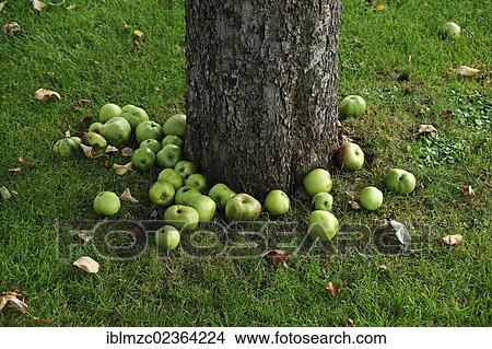 "Windfall, green apples lying under an apple tree, Lauf an der Pegnitz, Middle Franconia, Bavaria, Germany, Europe" View Large Photo Image Picture - "Windfall, green apples lying under an apple tree, Lauf an der Pegnitz, Middle Franconia, Bavaria, Germany, Europe". Fotosearch