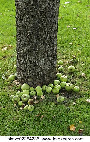 "Windfall, green apples lying under an apple tree, Lauf an der Pegnitz, Middle Franconia, Bavaria, Germany, Europe" View Large Photo Image Stock Photograph - "Windfall, green apples lying under an apple tree, Lauf an der Pegnitz, Middle Franconia, Bavaria, Germany, Europe". Fotosearch