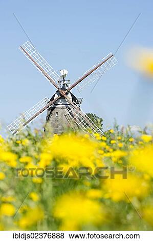 "Windmill and a flower meadow in Oldsum, Foehr island, North Frisia, Schleswig-Holstein, Germany, Europe" View Large Photo Image Stock Photo - "Windmill and a flower meadow in Oldsum, Foehr island, North Frisia, Schleswig-Holstein, Germany, Europe". Fotosearch
