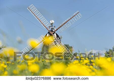 "Windmill and a flower meadow in Oldsum, Foehr island, North Frisia, Schleswig-Holstein, Germany, Europe" View Large Photo Image Stock Photograph - "Windmill and a flower meadow in Oldsum, Foehr island, North Frisia, Schleswig-Holstein, Germany, Europe". Fotosearch