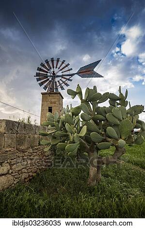 "Windmill and cacti, Casa Blanca, Palma de Mallorca, Majorca, Balearic Islands, Spain, Europe" View Large Photo Image Stock Photography - "Windmill and cacti, Casa Blanca, Palma de Mallorca, Majorca, Balearic Islands, Spain, Europe". Fotosearch