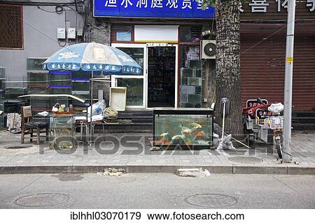 "Window of a pet shop, Beijing, China, People's Republic of China, Asia" View Large Photo Image Stock Photo - "Window of a pet shop, Beijing, China, People's Republic of China, Asia". Fotosearch