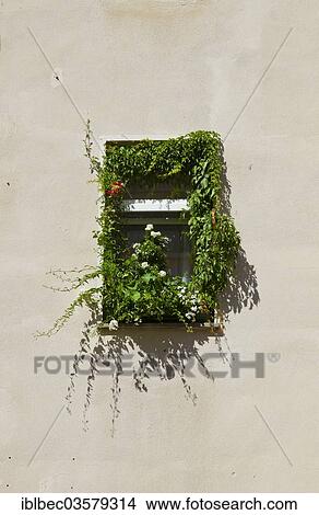 Picture - "Window overgrown with plants and flowers, Mitte, Berlin, Berlin, Germany, Europe". Fotosearch