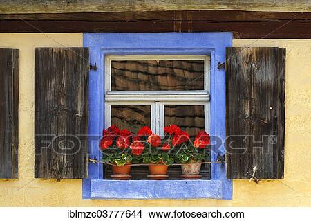 "Window with flowering Geraniums (Pelargonium Zonal Hybrid) on the Hackerhaus building, originally from Ergersheim, built in 1706, relocated to the Franconian Open Air Museum in Bad Windsheim, Middle Franconia, Bavaria, Germany, Europe" View Large Photo Image Picture - "Window with flowering Geraniums (Pelargonium Zonal Hybrid) on the Hackerhaus building, originally from Ergersheim, built in 1706, relocated to the Franconian Open Air Museum in Bad Windsheim, Middle Franconia, Bavaria, Germany, Europe". Fotosearch