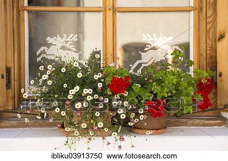 "Window with flowers, S-charl, Graubunden, Switzerland, Europe" View Large Photo Image Stock Image - "Window with flowers, S-charl, Graubunden, Switzerland, Europe". Fotosearch
