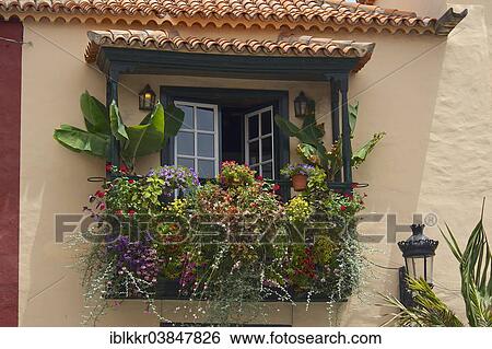 "Window with flowers, Santa Cruz de La Palma, La Palma, Canary Islands, Spain, Europe" View Large Photo Image Stock Photograph - "Window with flowers, Santa Cruz de La Palma, La Palma, Canary Islands, Spain, Europe". Fotosearch
