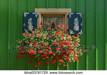"Window with painted shutters and flower box with geraniums (Pelargonium spec. ) on green wooden hut, Lake Starnberg, Starnberg, Upper Bavaria, Bavaria, Germany, Europe" View Large Photo Image Stock Photo - "Window with painted shutters and flower box with geraniums (Pelargonium spec. ) on green wooden hut, Lake Starnberg, Starnberg, Upper Bavaria, Bavaria, Germany, Europe". Fotosearch