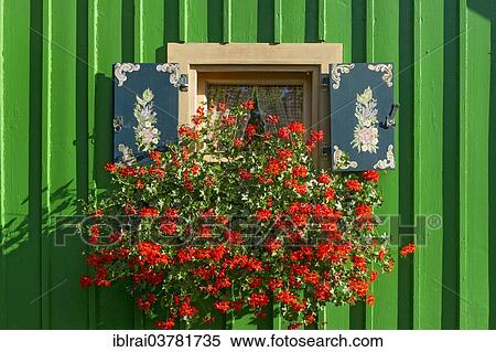 "Window with painted shutters and flower box with geraniums (Pelargonium spec. ) on green wooden hut, Lake Starnberg, Starnberg, Upper Bavaria, Bavaria, Germany, Europe" View Large Photo Image Stock Photography - "Window with painted shutters and flower box with geraniums (Pelargonium spec. ) on green wooden hut, Lake Starnberg, Starnberg, Upper Bavaria, Bavaria, Germany, Europe". Fotosearch