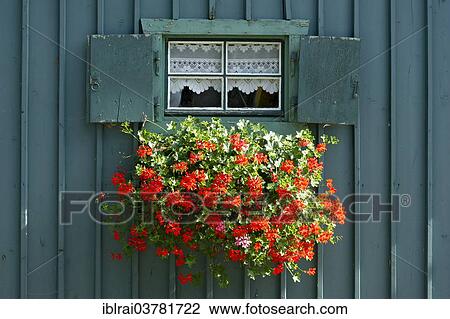 "Window with shutters and flower box with geraniums (Pelargonium sp. ) on petrol-coloured wooden hut, Lake Starnberg, Starnberg, Upper Bavaria, Bavaria, Germany, Europe" View Large Photo Image Stock Image - "Window with shutters and flower box with geraniums (Pelargonium sp. ) on petrol-coloured wooden hut, Lake Starnberg, Starnberg, Upper Bavaria, Bavaria, Germany, Europe". Fotosearch
