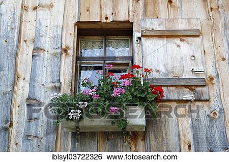 "Window with shutters and geraniums on a mountain hut, Oberstdorf, Oberallgau, Allgau, Swabia, Bavaria, Germany, Europe" View Large Photo Image Stock Photograph - "Window with shutters and geraniums on a mountain hut, Oberstdorf, Oberallgau, Allgau, Swabia, Bavaria, Germany, Europe". Fotosearch