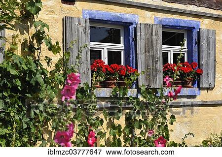 "Windows with flowering Geraniums (Pelargonium Zonal Hybrid) on the Hackerhaus building, originally from Ergersheim, built in 1706, relocated to the Franconian Open Air Museum in Bad Windsheim, Middle Franconia, Bavaria, Germany, Europe" View Large Photo Image Stock Photo - "Windows with flowering Geraniums (Pelargonium Zonal Hybrid) on the Hackerhaus building, originally from Ergersheim, built in 1706, relocated to the Franconian Open Air Museum in Bad Windsheim, Middle Franconia, Bavaria, Germany, Europe". Fotosearch
