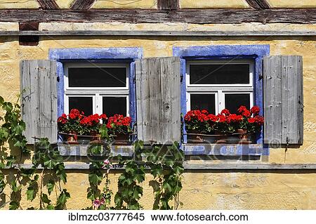 "Windows with flowering Geraniums (Pelargonium Zonal Hybrid) on the Hackerhaus building, originally from Ergersheim, built in 1706, relocated to the Franconian Open Air Museum in Bad Windsheim, Middle Franconia, Bavaria, Germany, Europe" View Large Photo Image Stock Photography - "Windows with flowering Geraniums (Pelargonium Zonal Hybrid) on the Hackerhaus building, originally from Ergersheim, built in 1706, relocated to the Franconian Open Air Museum in Bad Windsheim, Middle Franconia, Bavaria, Germany, Europe". Fotosearch