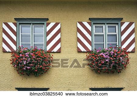 "Windows with shutters and flowering Geraniums (Pelargonium-Peltatum-Hybrid) on a shingled facade, Weitnau, Allgau, Bavaria, Germany, Europe" View Large Photo Image Stock Image - "Windows with shutters and flowering Geraniums (Pelargonium-Peltatum-Hybrid) on a shingled facade, Weitnau, Allgau, Bavaria, Germany, Europe". Fotosearch