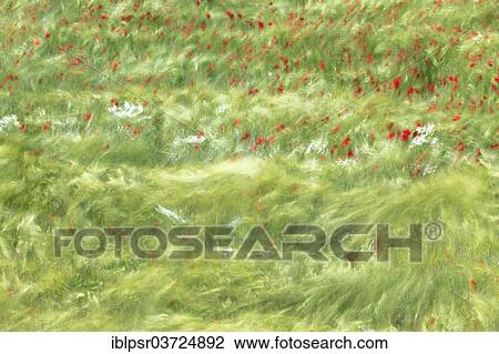 "Winds of 80 kmh generate wave motion in barley field, Tyrolean Unterland, Tyrol, Austria, Europe" View Large Photo Image Stock Image - "Winds of 80 kmh generate wave motion in barley field, Tyrolean Unterland, Tyrol, Austria, Europe". Fotosearch