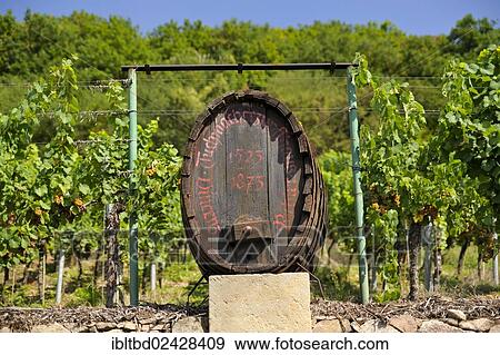 "Wine barrel, Vincenz Richter winery, Coswig, Soernewitz, Saxony, Germany, Europe, PublicGround, Europe" View Large Photo Image Stock Photo - "Wine barrel, Vincenz Richter winery, Coswig, Soernewitz, Saxony, Germany, Europe, PublicGround, Europe". Fotosearch