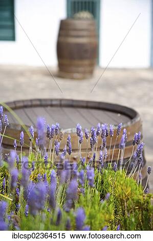 "Wine barrels, Museum of Wine, Lanzarote Island, Spain, Europe" View Large Photo Image Stock Photography - "Wine barrels, Museum of Wine, Lanzarote Island, Spain, Europe". Fotosearch