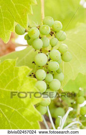 Wine grapes in growth View Large Photo Image Picture - Wine grapes in growth. Fotosearch