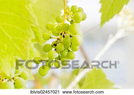 Wine grapes in growth View Large Photo Image Stock Image - Wine grapes in growth. Fotosearch
