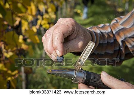 Stock Image - "Wine-grower in his vineyard, measuring the degree Oechsle with a wine refractometer, Stuttgart, Baden-Wurttemberg, Germany, Europe". Fotosearch