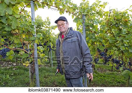 Stock Image - "Wine-grower standing in his vineyard during the grape harvest, Stuttgart, Baden-Wurttemberg, Germany, Europe". Fotosearch