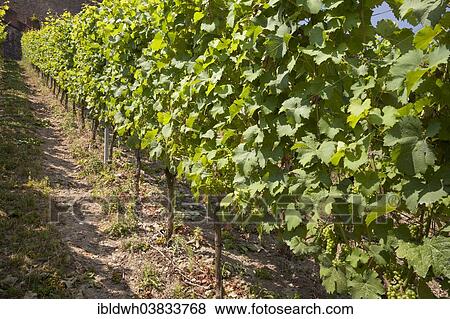 Stock Photo - "Wine-growing at Schlossberg hill, Wurzburg, Franconia, Bavaria, Germany, Europe". Fotosearch