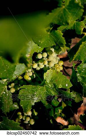 "Wine growing in Bonnieux, Vaucluse, Provence, France, Europe" View Large Photo Image Stock Image - "Wine growing in Bonnieux, Vaucluse, Provence, France, Europe". Fotosearch