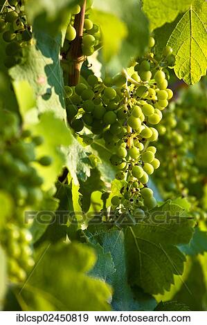 "Wine growing in vineyard near Lacoste and Bonnieux villages, Luberon, Provence, France, Europe" View Large Photo Image Stock Photo - "Wine growing in vineyard near Lacoste and Bonnieux villages, Luberon, Provence, France, Europe". Fotosearch