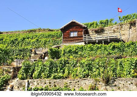 Stock Image - "Wine house in a vineyard, Saint-Saphorin, Lavaux, Canton of Vaud, Switzerland, Europe". Fotosearch