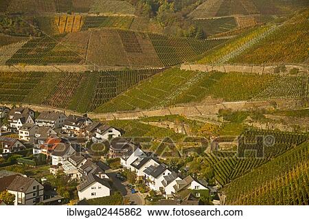 "Wine village of Dernau an der Ahr, vineyards in the Ahr Valley, where red wine grapes of the varieties Pinot Noir and Portuguese are grown, wine-growing district, Eifel, Rhineland-Palatinate, Germany, Europe" View Large Photo Image Stock Image - "Wine village of Dernau an der Ahr, vineyards in the Ahr Valley, where red wine grapes of the varieties Pinot Noir and Portuguese are grown, wine-growing district, Eifel, Rhineland-Palatinate, Germany, Europe". Fotosearch