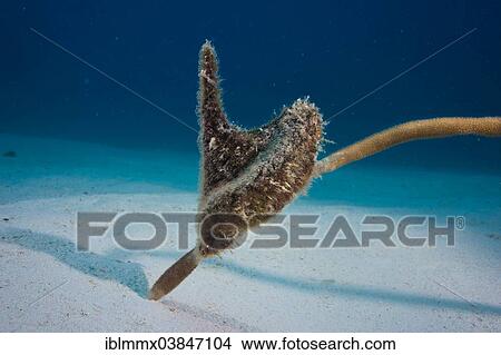 Picture - "Winged Oyster (Pteria), Philippines, Asia". Fotosearch