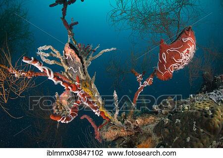 "Winged Oysters (Pteria) in a coral reef, Philippines, Asia" View Large Photo Image Stock Image - "Winged Oysters (Pteria) in a coral reef, Philippines, Asia". Fotosearch