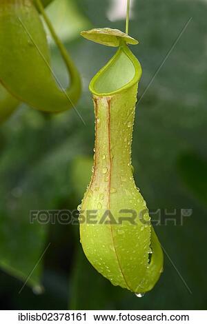 "Winged Pitcher Plant (Nepenthes alata), insect trap, Philippines, Asia" View Large Photo Image Stock Image - "Winged Pitcher Plant (Nepenthes alata), insect trap, Philippines, Asia". Fotosearch