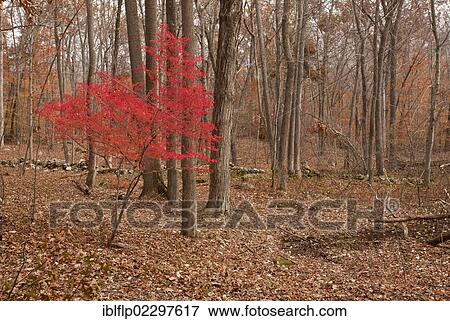 "Winged Spindle (Euonymus alatus), introduced invasive species, autumn foliage, growing in woodland habitat, Ward Poundridge County Park, Salem, New York State, USA" View Large Photo Image Stock Photo - "Winged Spindle (Euonymus alatus), introduced invasive species, autumn foliage, growing in woodland habitat, Ward Poundridge County Park, Salem, New York State, USA". Fotosearch