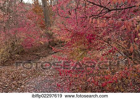 "Winged Spindle (Euonymus alatus), introduced invasive species, autumn foliage, growing in woodland, Halle Ravine Preserve, New York State, USA" View Large Photo Image Stock Photo - "Winged Spindle (Euonymus alatus), introduced invasive species, autumn foliage, growing in woodland, Halle Ravine Preserve, New York State, USA". Fotosearch