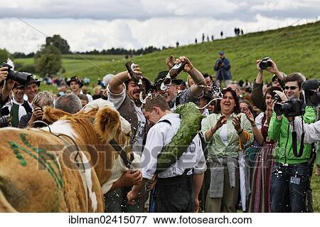 Winner Martin Breiter, fifth Muensinger Ochsenrennen ox race, Muensing, Funfseenland region, Upper Bavaria, Bavaria, Germany, Europe View Large Photo Image Stock Photo - Winner Martin Breiter, fifth Muensinger Ochsenrennen ox race, Muensing, Funfseenland region, Upper Bavaria, Bavaria, Germany, Europe. Fotosearch