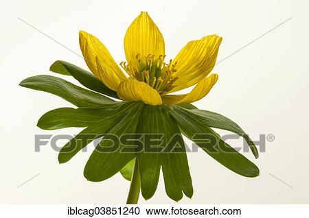 "Winter Aconite (Eranthis hyemalis), Hesse, Germany, Europe" View Large Photo Image Stock Image - "Winter Aconite (Eranthis hyemalis), Hesse, Germany, Europe". Fotosearch
