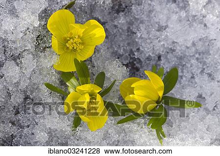 "Winter Aconite (Eranthis hyemalis), flowering in the snow, Tyrol, Austria, Europe" View Large Photo Image Stock Photo - "Winter Aconite (Eranthis hyemalis), flowering in the snow, Tyrol, Austria, Europe". Fotosearch
