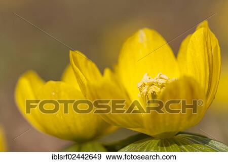 "Winter Aconite (Eranthis hyemalis), Hesse, Germany, Europe" View Large Photo Image Stock Photo - "Winter Aconite (Eranthis hyemalis), Hesse, Germany, Europe". Fotosearch