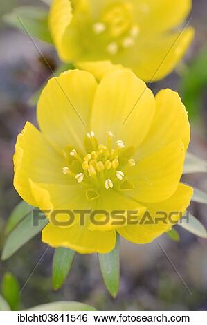 "Winter Aconite (Eranthis hyemalis, Eranthis hiemalis), flower, North Rhine-Westphalia, Germany, Europe" View Large Photo Image Stock Photograph - "Winter Aconite (Eranthis hyemalis, Eranthis hiemalis), flower, North Rhine-Westphalia, Germany, Europe". Fotosearch