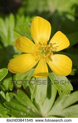 Stock Photography - "Winter Aconite (Eranthis hyemalis, Eranthis hiemalis), flower, North Rhine-Westphalia, Germany, Europe". Fotosearch