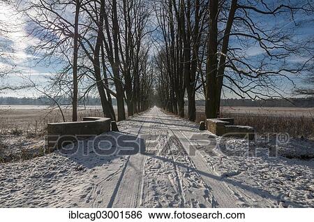 "Winter at a horse chestnut avenue in the Moenchbruch nature reserve, Monchbruch Nature Reserve, Morfelden, Hesse, Germany, Europe" View Large Photo Image Stock Photograph - "Winter at a horse chestnut avenue in the Moenchbruch nature reserve, Monchbruch Nature Reserve, Morfelden, Hesse, Germany, Europe". Fotosearch
