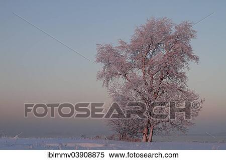 "Winter atmosphere in the evening, Strohauser Plate, island in the Weser River, Lower Saxony, Germany, Europe" View Large Photo Image Stock Photography - "Winter atmosphere in the evening, Strohauser Plate, island in the Weser River, Lower Saxony, Germany, Europe". Fotosearch