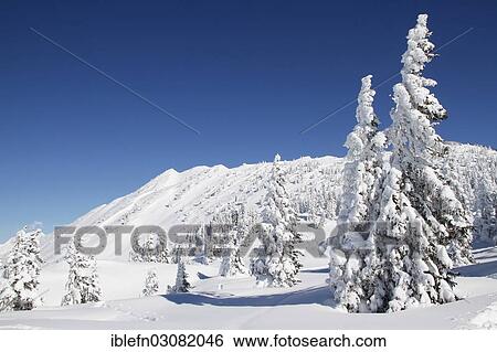 Stock Photograph - "Winter forest, Bartholomaberg, Montafon, Vorarlberg, Austria, Europe". Fotosearch